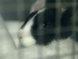 Видеоотзыв о завершенном проекте автоматизации кролиководческой фермы